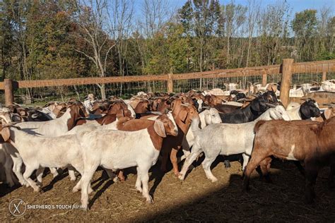 live goat farms near me for sale